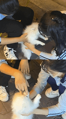a person wearing a pair of adidas shoes petting a fluffy white dog