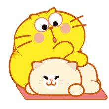 fat kitty cat massage cute cats chopping