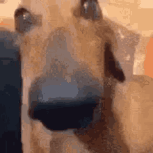 Weird Dog GIF - Weird Dog GIFs
