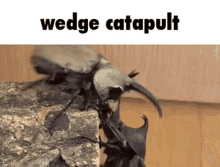 Wedge Catapult GIF - Wedge Catapult Iron GIFs
