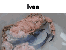 Ivan Crab GIF - Ivan Crab GIFs