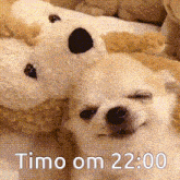 a dog is laying next to a teddy bear with the words timo om 22:00 written on the bottom