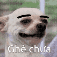 ghechua dog funny smile