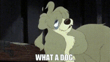 What A Dog GIF - What A Dog GIFs
