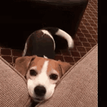 GIF