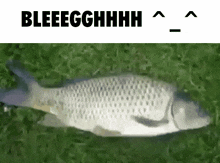 Fish Images GIF
