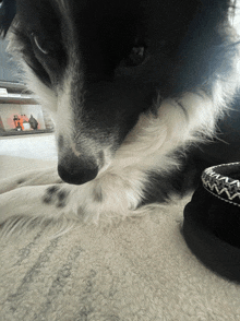 a black and white dog is laying on the floor next to a pair of shoes