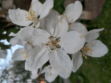 Flori De Măr GIF - Flori De Măr GIFs