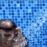 Monkey Monkey Showering GIF