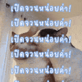 a couple of cats looking at each other with chinese writing on the top