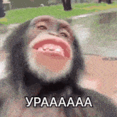 a close up of a chimpanzee 's face with the words uraaaa written on the bottom