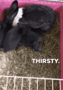 Rabbit Thirsty GIF - Rabbit Thirsty Nursing GIFs