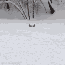 Corgi Plow GIF - Corgi Plow Snow GIFs