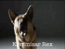Kommisar Rex Kommisär Rex GIF - Kommisar Rex Kommisär Rex Rex Hund GIFs