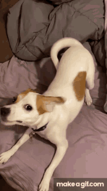 happy dog jackabee beagle puppy