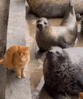 Cat Slaps Seal GIF