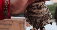Owl Pet GIF