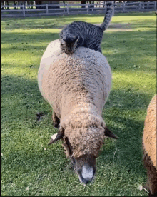 furry sheep