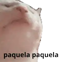 a close up of a cat 's face with the words paquela paquela written below it
