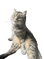 a cat sitting on a white background looking up