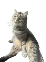 a cat sitting on a white background looking up