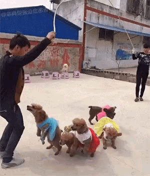 Dogs jumping shop rope