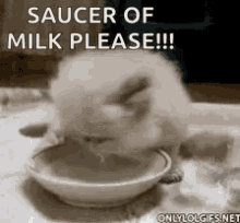 cat sarcastic sarcasm milk rude