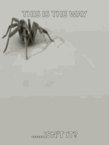 Spider GIF