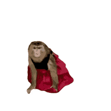 dressed up the pet collective monkey staring glaring