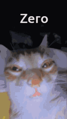 Cat Stare GIF - Cat Stare Zero GIFs