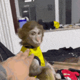 Monkey Kimichkis Monkey GIF