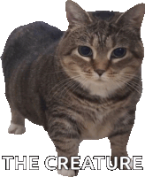 a cat standing in front of a white background with the words the creature below it