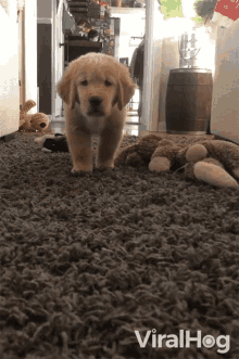 Puppy Attack Viralhog GIF - Puppy Attack Viralhog Sneaky Puppy GIFs