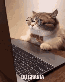 do grania kitku laptop to play cat