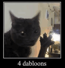Cat Doubloons GIF - Cat Doubloons Money GIFs