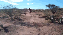 animal running camel