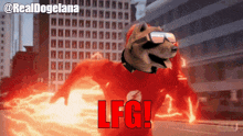 a picture of a dog wearing sunglasses and a red shirt with the word lfg on it