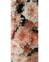 a close up of a bunch of flowers with a white background
