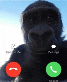 Monkey calling using phone meme (Green Screen) – CreatorSet