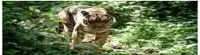 a tiger is walking through the woods looking at the camera .