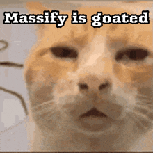 a picture of a cat with the words massify is goated below it