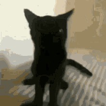 Cat Scary GIF - Cat Scary Jumpscare GIFs
