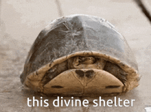 Tortoise Shell GIF - Tortoise Shell This Divine Shelter GIFs