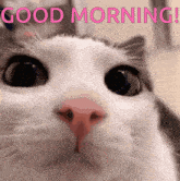 Good Morning Good Morning Images GIF - Good Morning Good Morning Images Cat GIFs