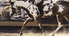 dressage horse strut riding gallop