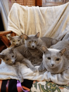 Cats Waiting For Friday GIF - Cats Waiting For Friday Russian Blue GIFs