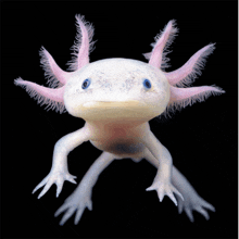a white axolotl with pink ears and a black background