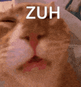 Zuh Cat GIF - Zuh Cat Dumb GIFs