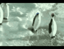 penguins duragwars