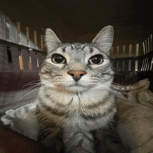 No Motion Cat Meme GIF - No Motion Cat Cat Meme GIFs